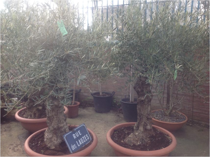 100 year old bonsai gnarly olive tree free delivery copy