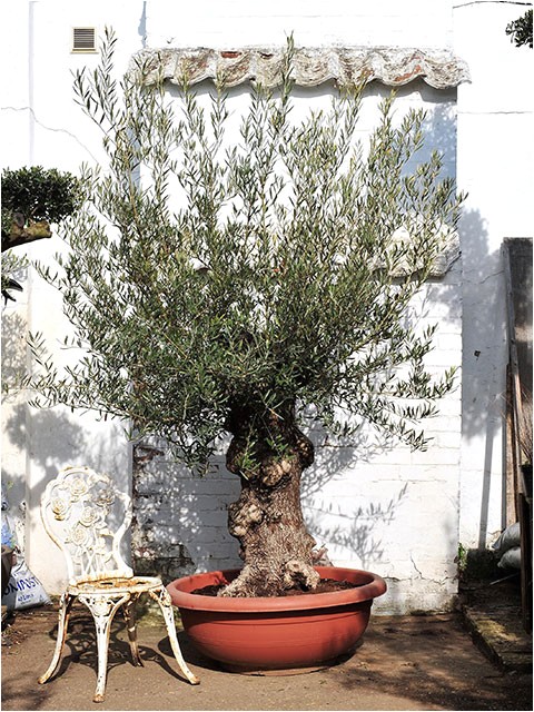 100 Year Old Bonsai Trees for Sale 100 Year Old Bonsai Gnarly Olive Tree Free Delivery