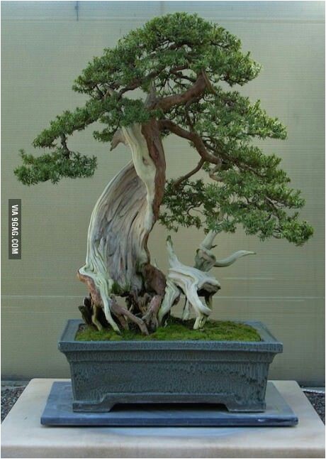 bonsai