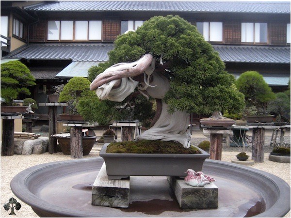 great bonsai