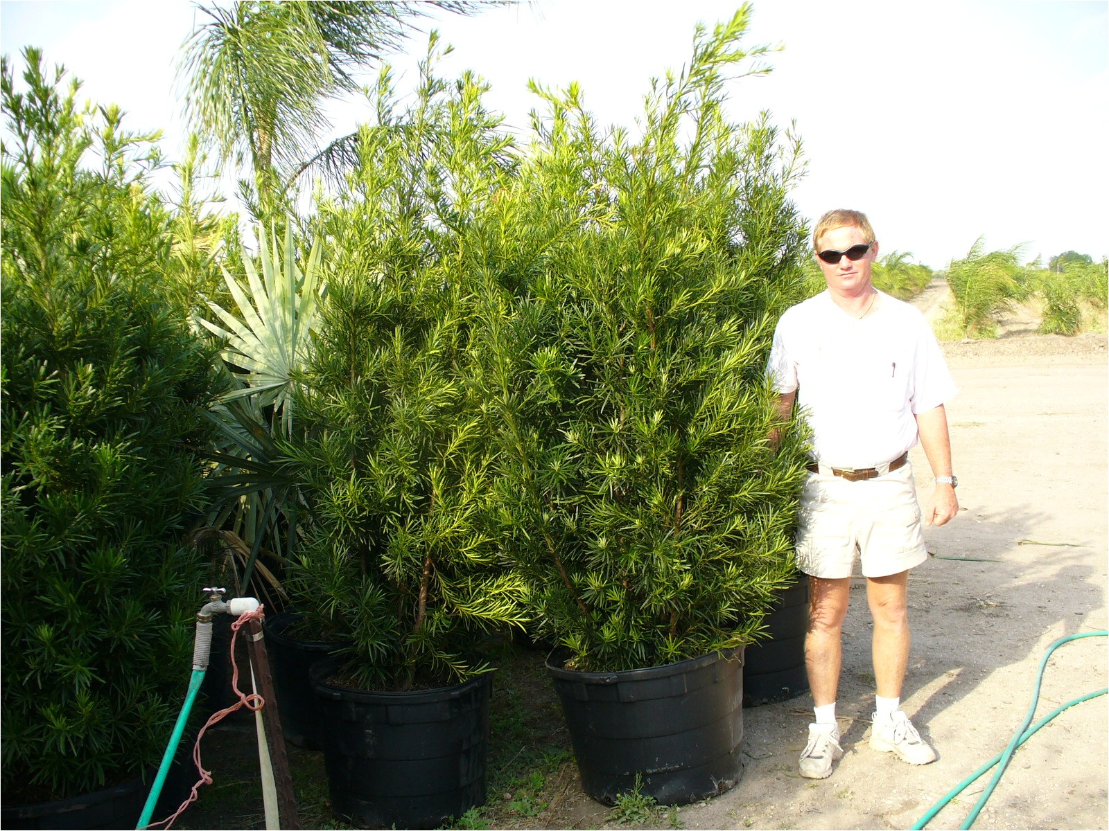 podocarpus 15 gallon