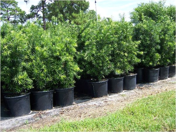 podocarpus 15 gallon