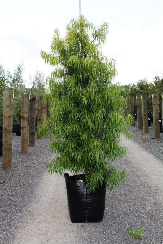 podocarpus 15 gallon