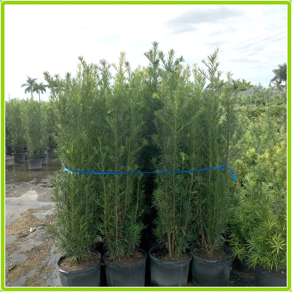 podocarpus hedge