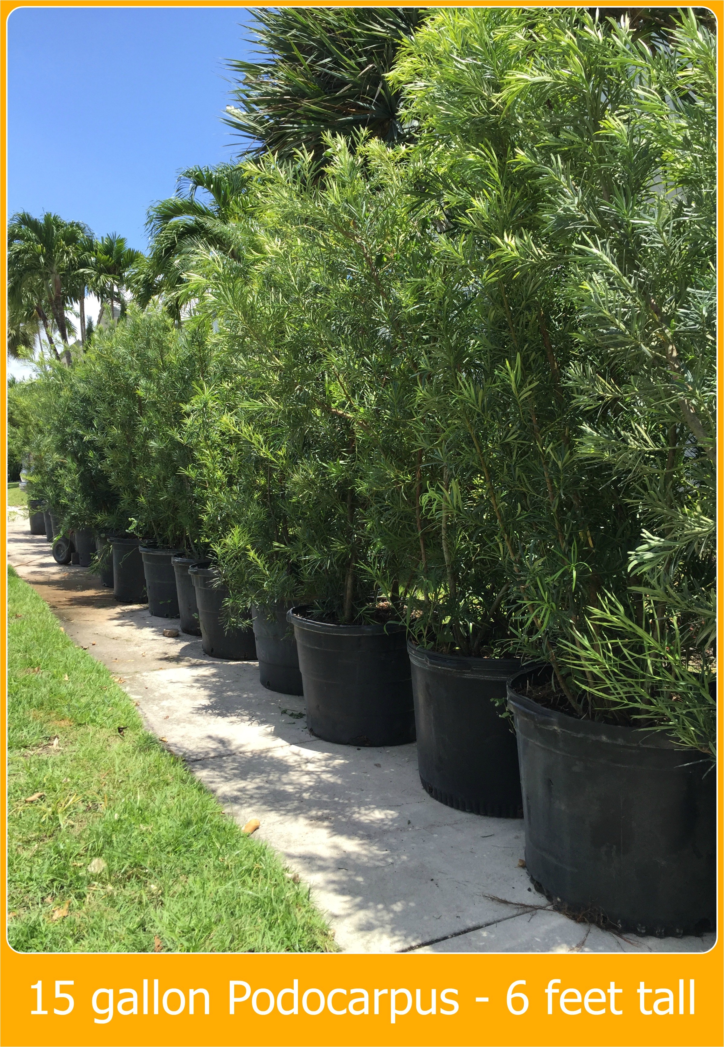 15 Gallon Podocarpus Price Podocarpus Hedge Plants Miami Plants Nursery Palm Trees