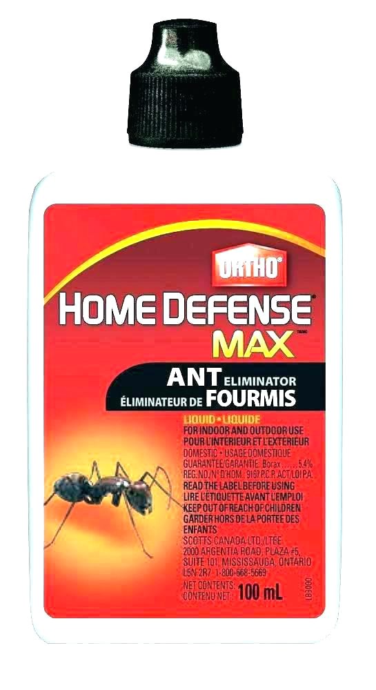 carpenter ant bait home depot termite spray home depot control carpenter ant and killer aerosol pest terro carpenter ant bait home depot