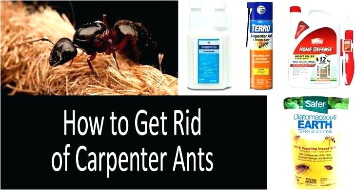 carpenter ant bait home depot termite spray home depot control carpenter ant and killer aerosol pest terro carpenter ant bait home depot