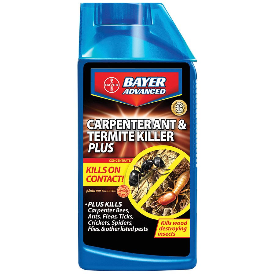 Carpet Beetle Traps Lowes | Review Home Co Will Bug Bombs Kill Carpenter Ants