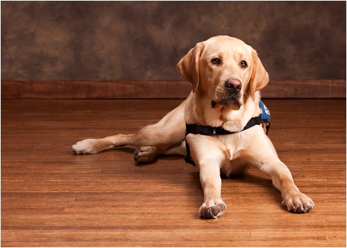 Bamboo Flooring Good for Dogs is Bamboo Flooring Good for Dogs Bamboo Flooring Blog