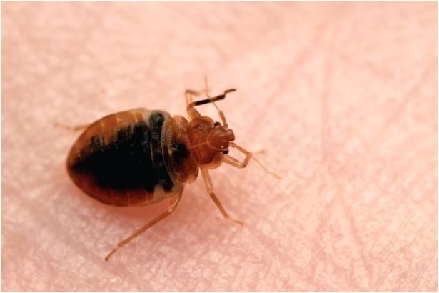 bed bugs milwaukee again makes top bed bug cities list bed bug services milwaukee