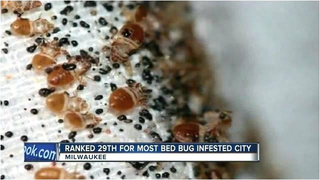 Bed Bug Exterminator Milwaukee Bed Bugs Milwaukee Again Makes top Bed Bug Cities List Bed