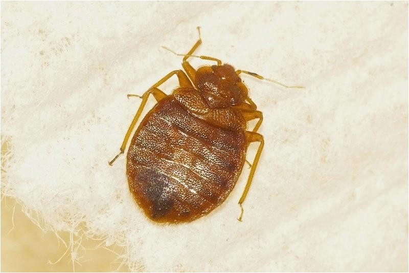 bed bugs milwaukee bed bug furniture removal services affordable bed bug milwaukee