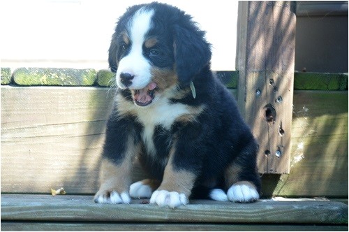 Bernese Mountain Dog Mass Bernese Mountain Dog Puppies for Sale Boston Ma 227356