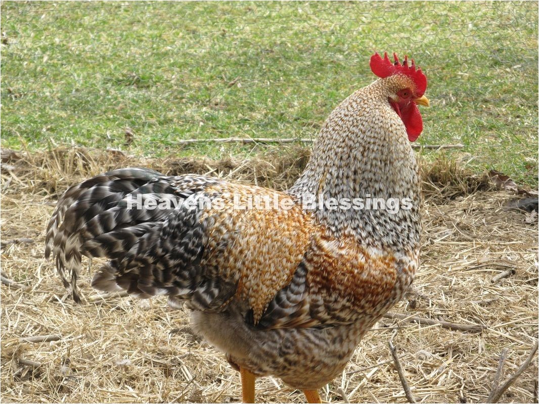 bielefelder and silkie chicks