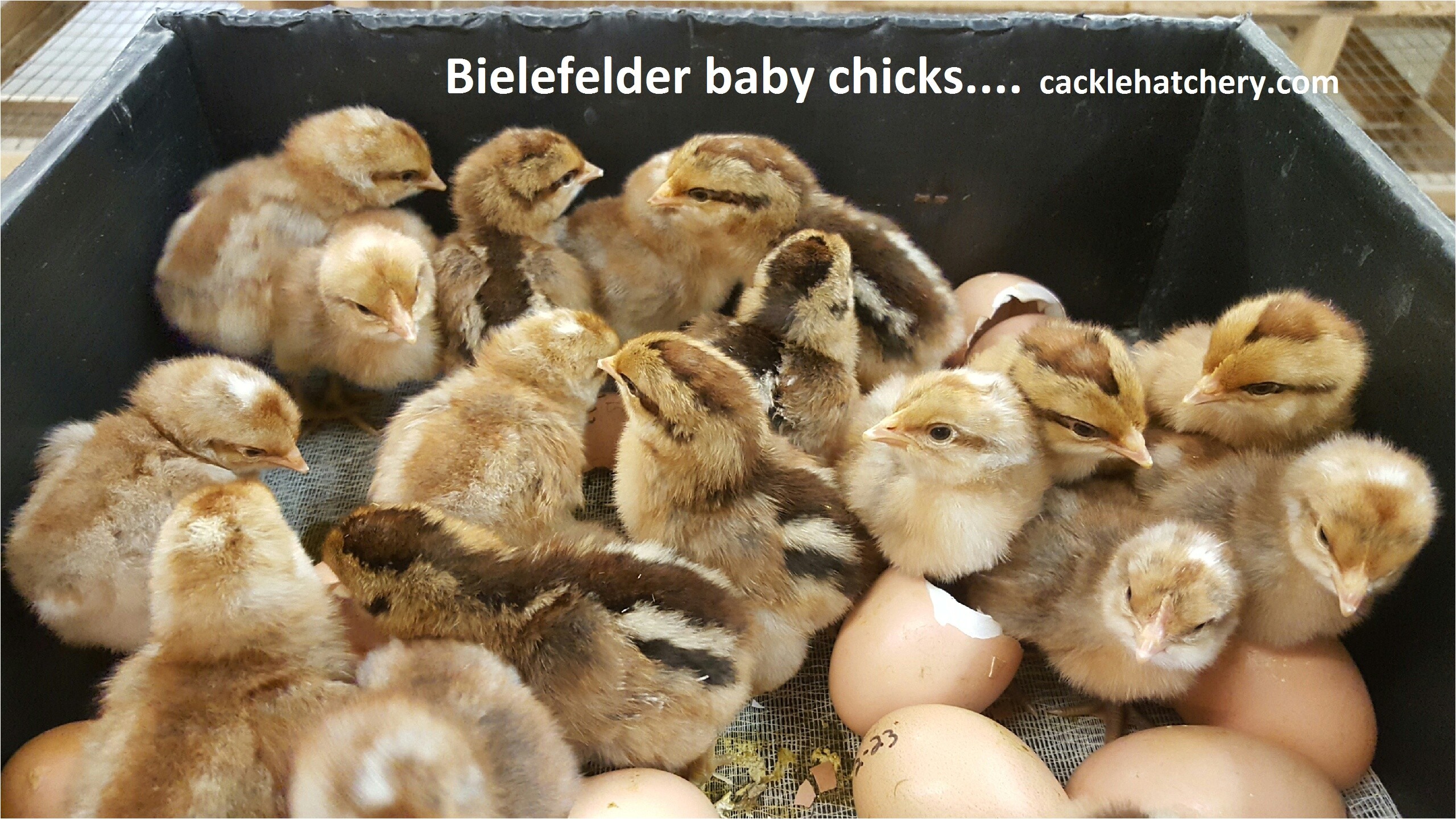 bielefelder chicken