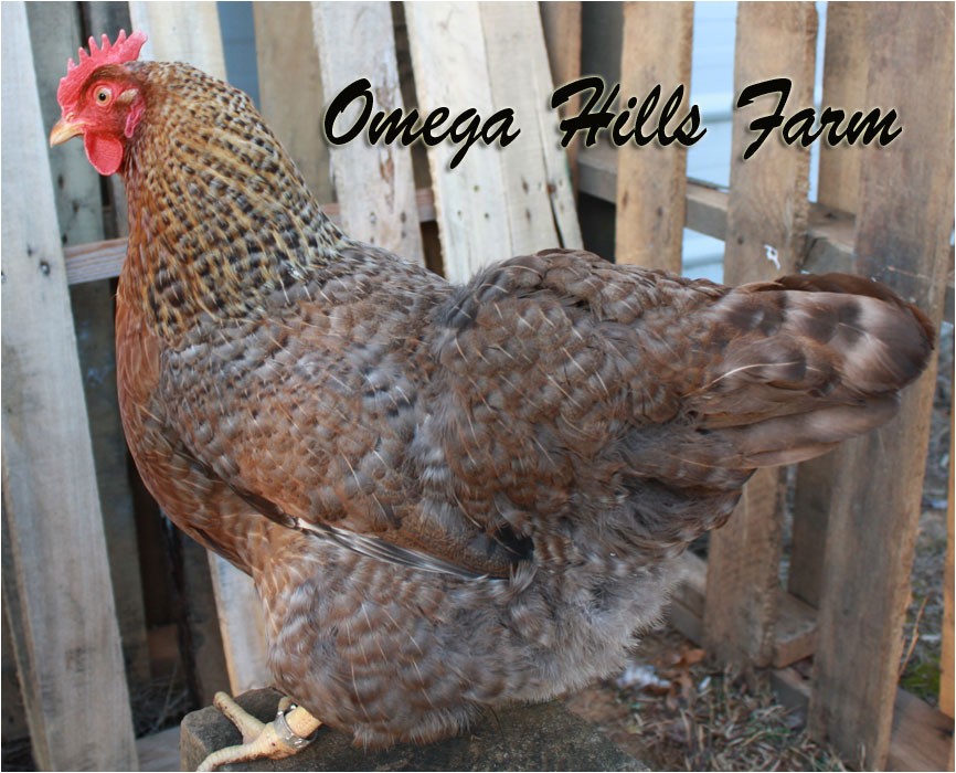 Bielefelder Chickens for Sale Bielefelder Chickens and Hatching Eggs for Sale