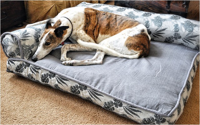Bolster Dog Bed Costco Bolster Beds at Costco Everything Else Greyhound Greytalk