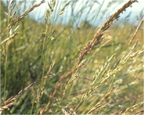 creeping red fescue