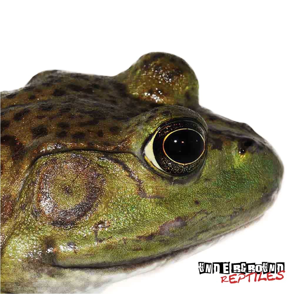 Bullfrog Tadpoles for Sale American Bullfrogs for Sale Underground Reptiles