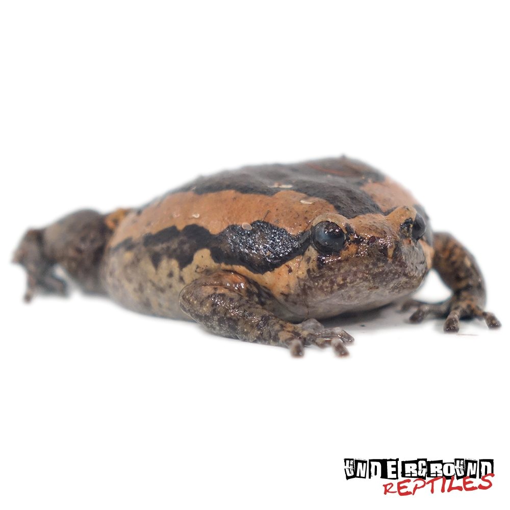 Bullfrog Tadpoles for Sale – AdinaPorter