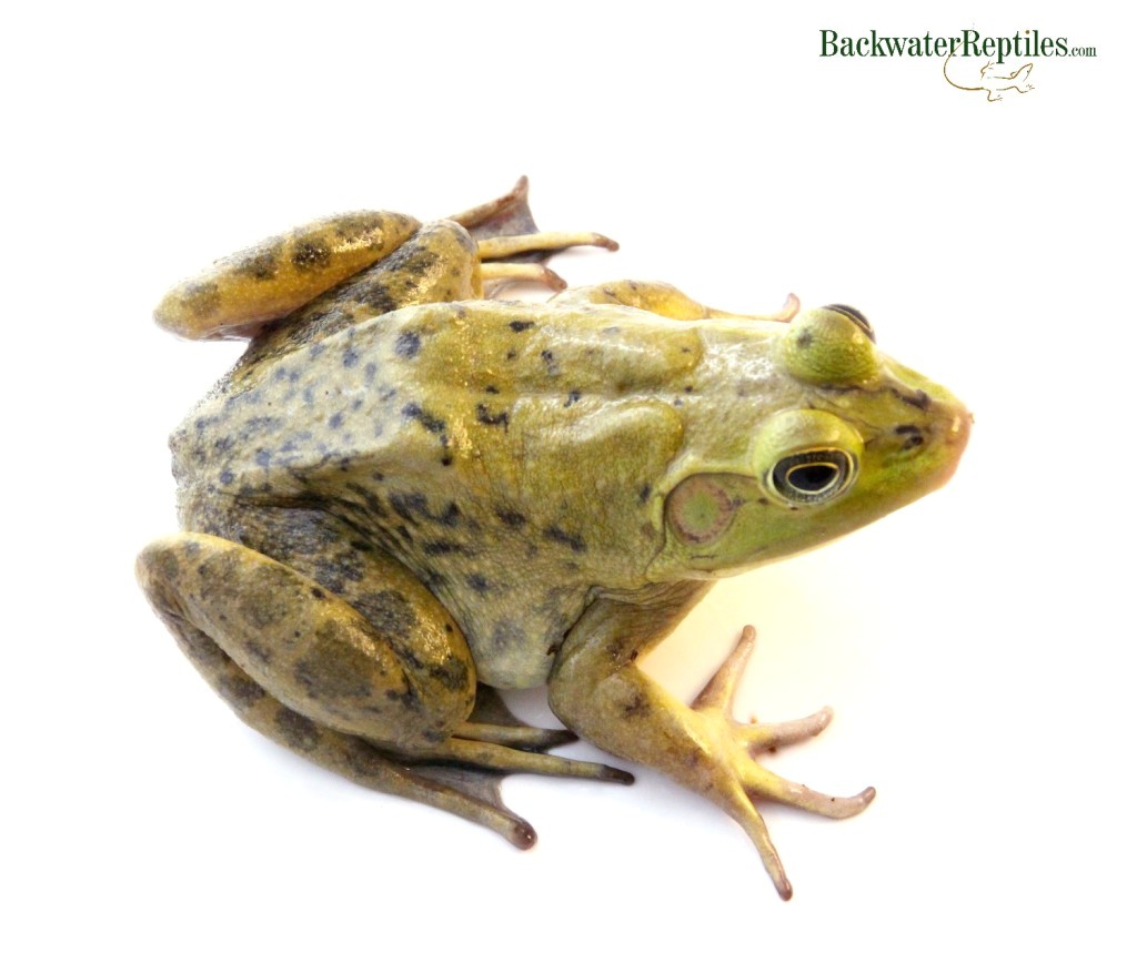 bullfrogs as pets