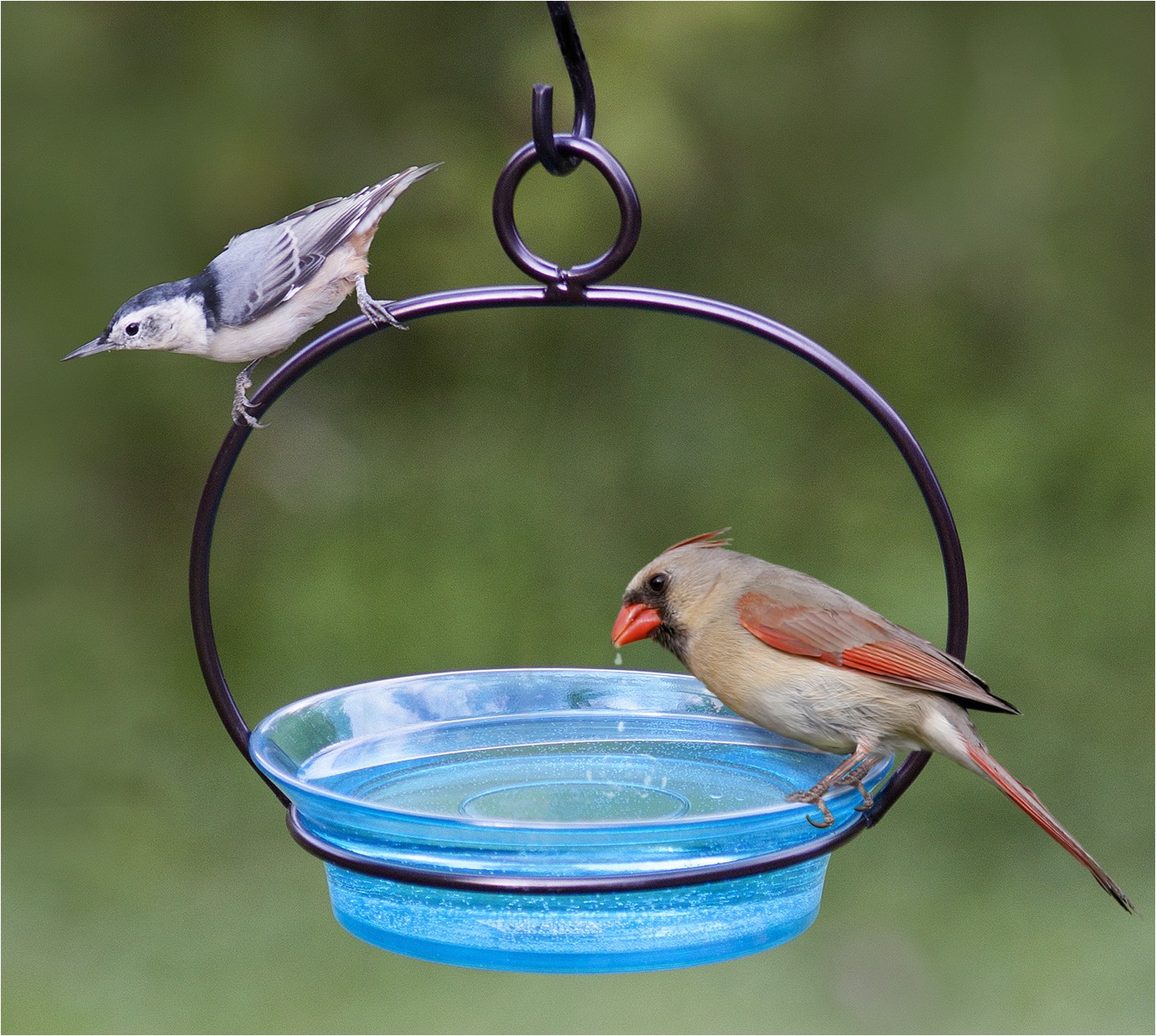 Ceramic Bird Bath Replacement Bowls | AdinaPorter