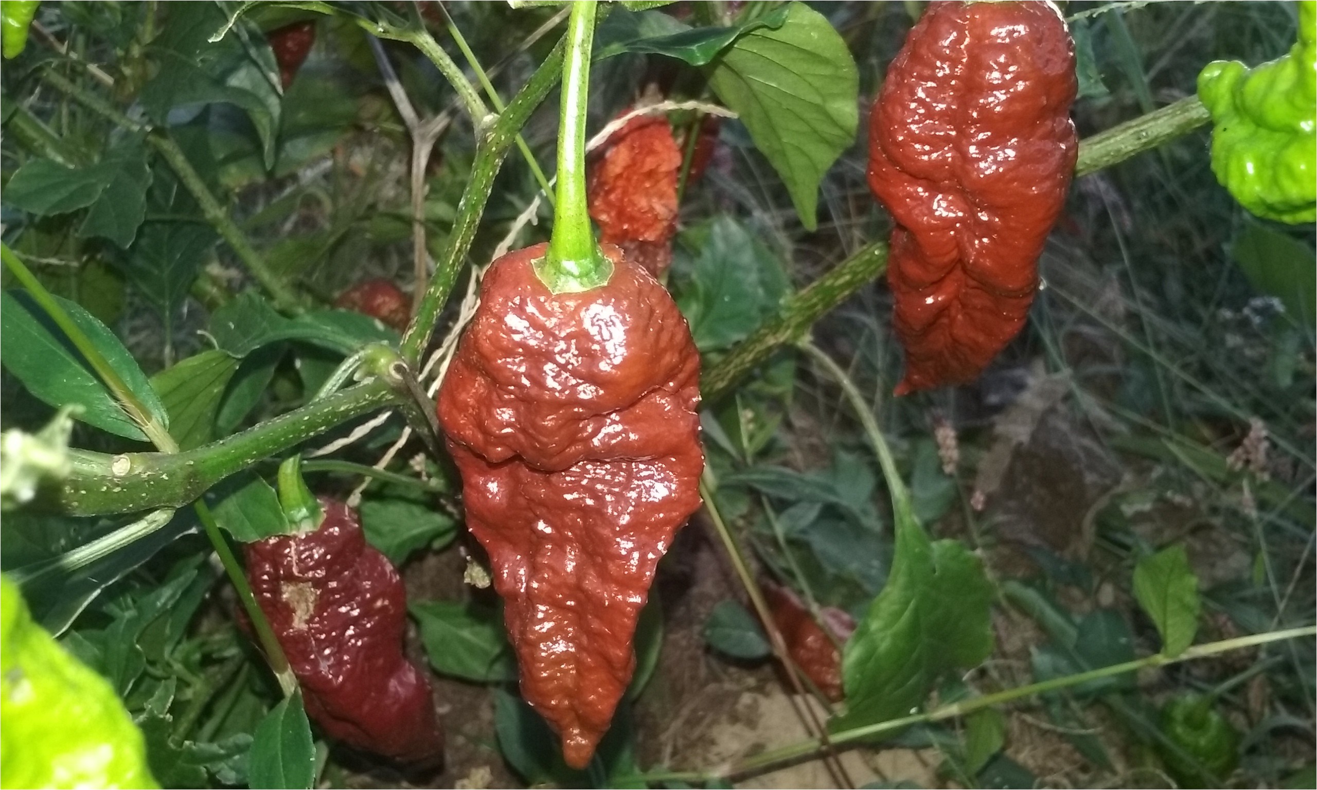 chocolate bhutlah s2 seeds 20