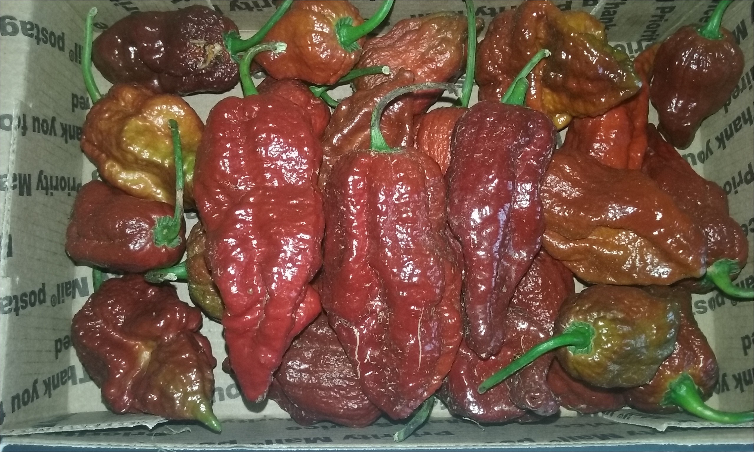 fresh bhutlah chocolate