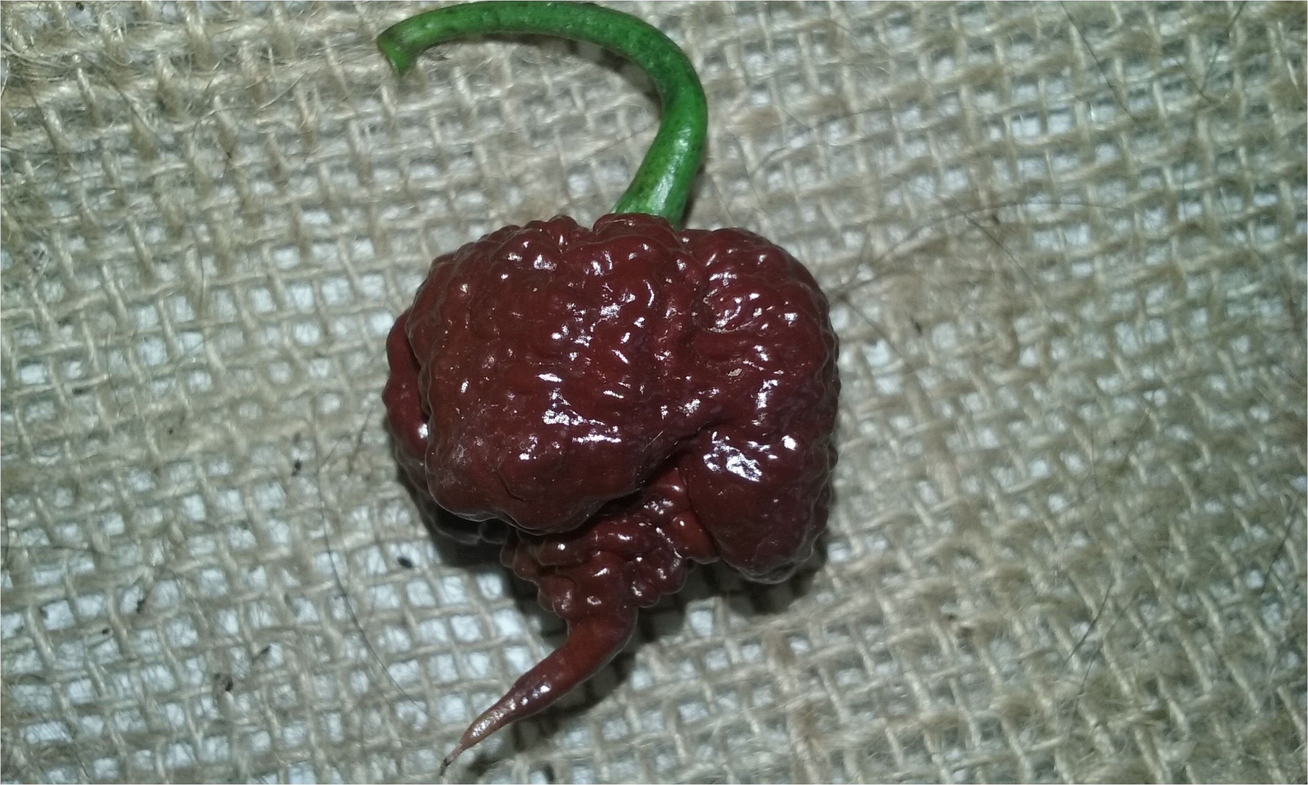 chocolate carolina reaper pbm 20 seeds