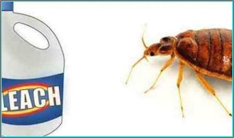 clorox bleach and bed bugs