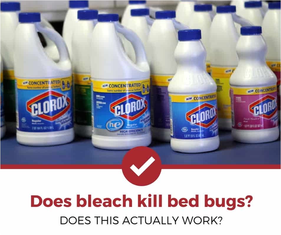 does bleach kill bed bugs