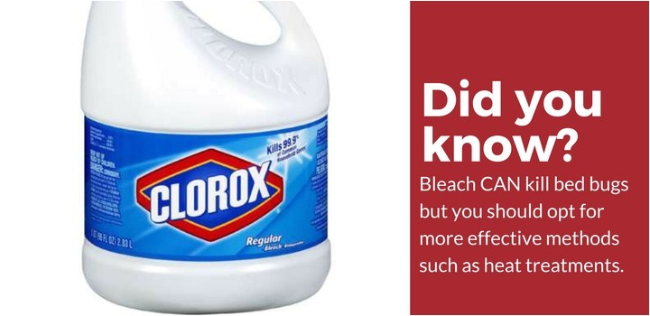 Clorox Bleach and Bed Bugs Does Bleach Kill Bed Bugs the Answer Might Surprise You