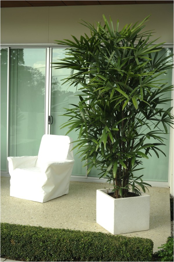 Common Indoor Palm Trees Palm Species Houseplants Rhapis Excelsa is One Of the