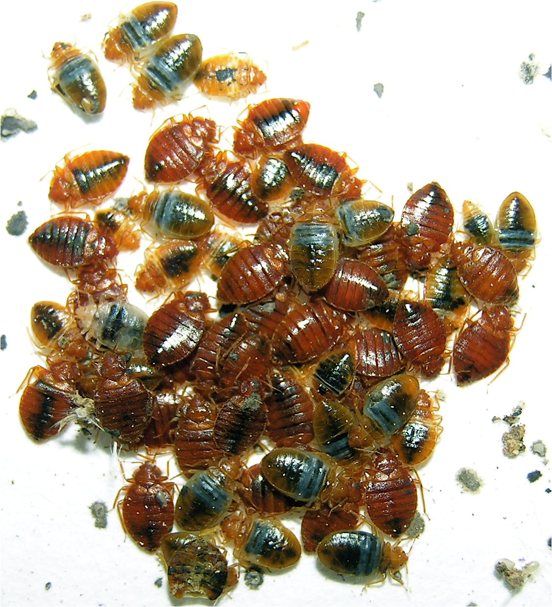 bedbugs