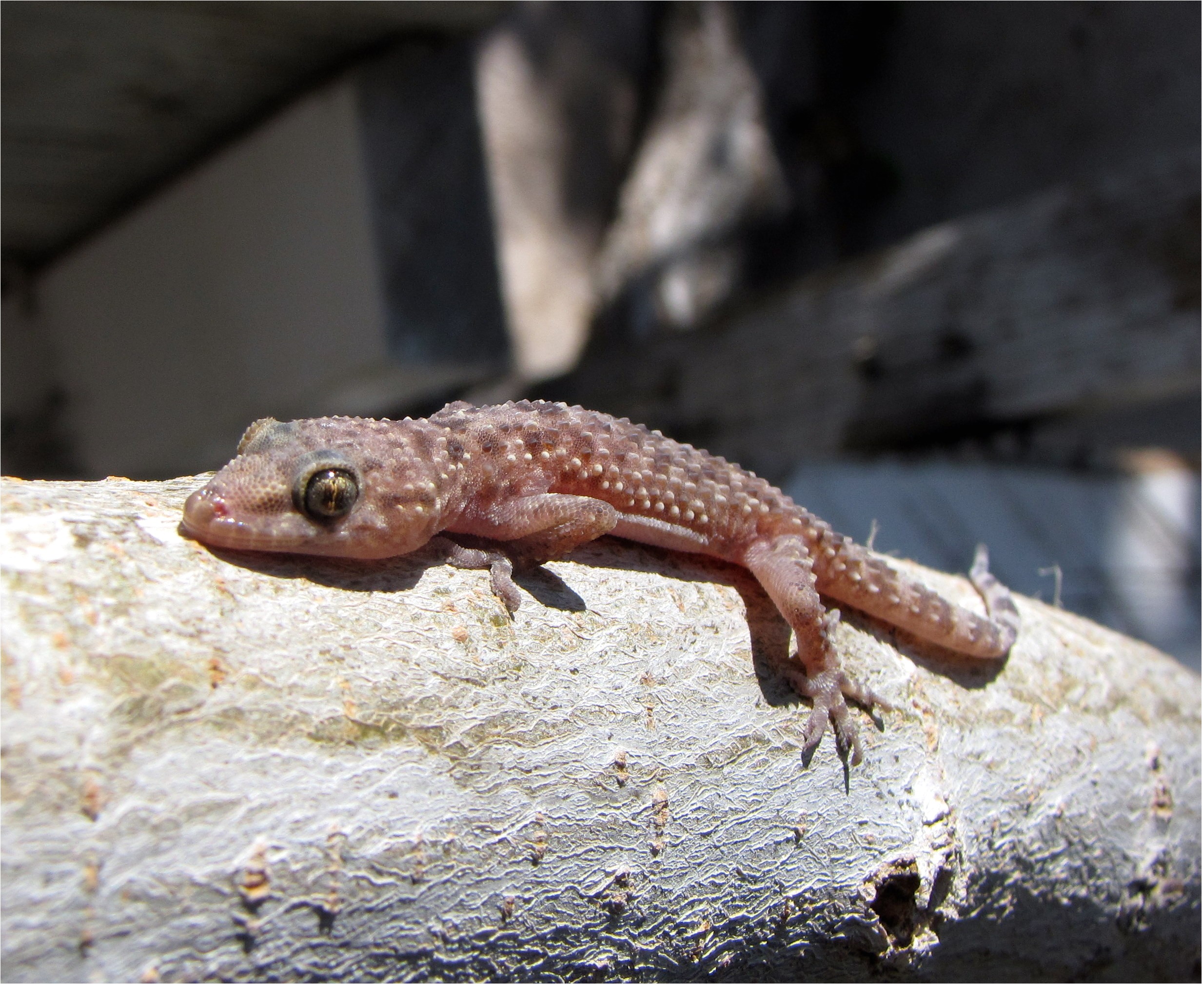 gecko image by zoofari and used under the creative commons attribution sharealike 3 0 license