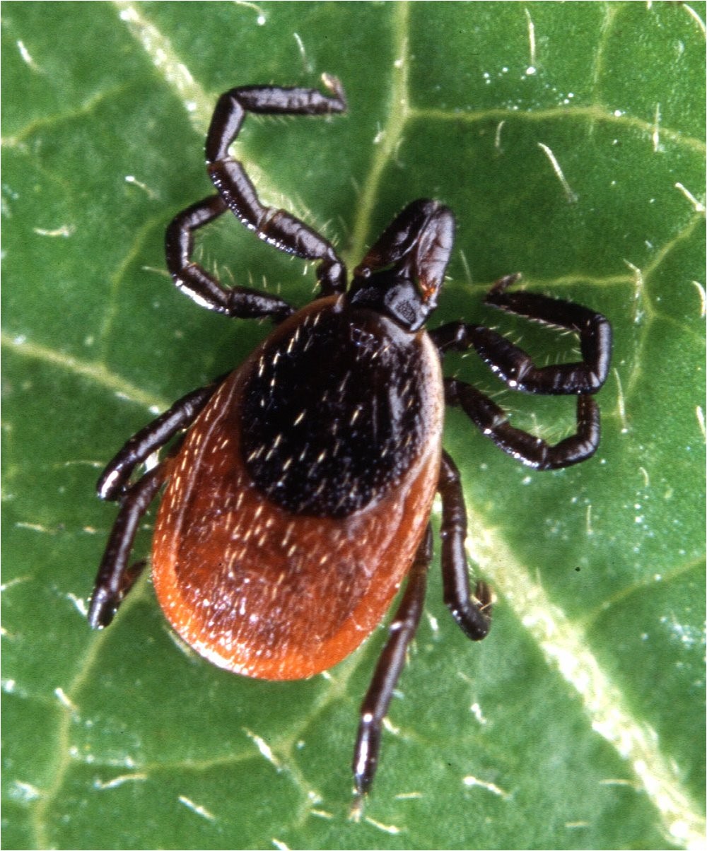 ticks