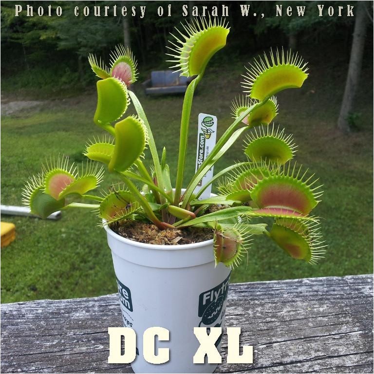 Dc Xl Venus Fly Trap Dc Xl Giant Venus Flytrap