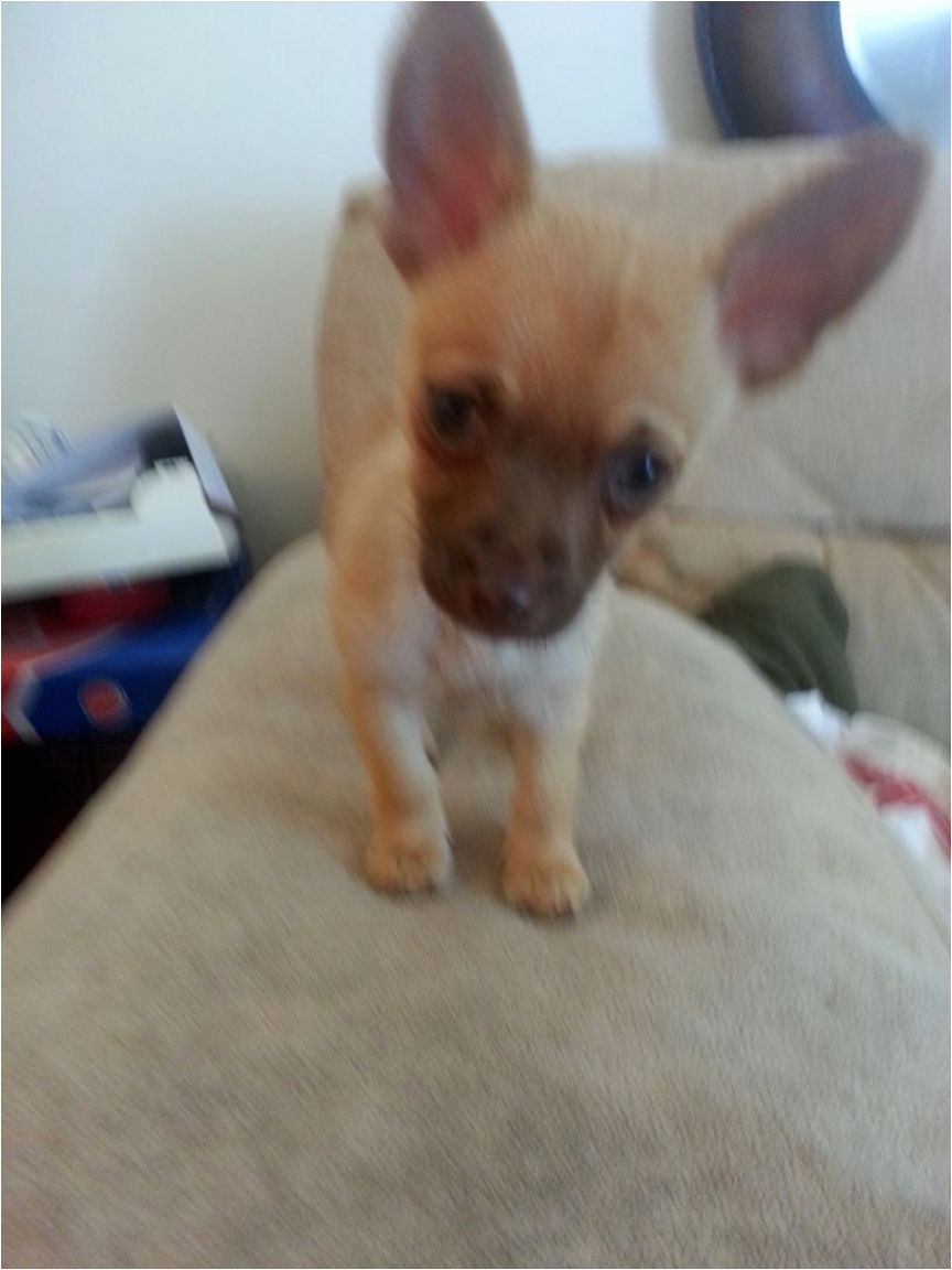 Deer Head Chihuahua Puppies Craigslist Deer Head Chihuahua Puppy Puppies Puppy