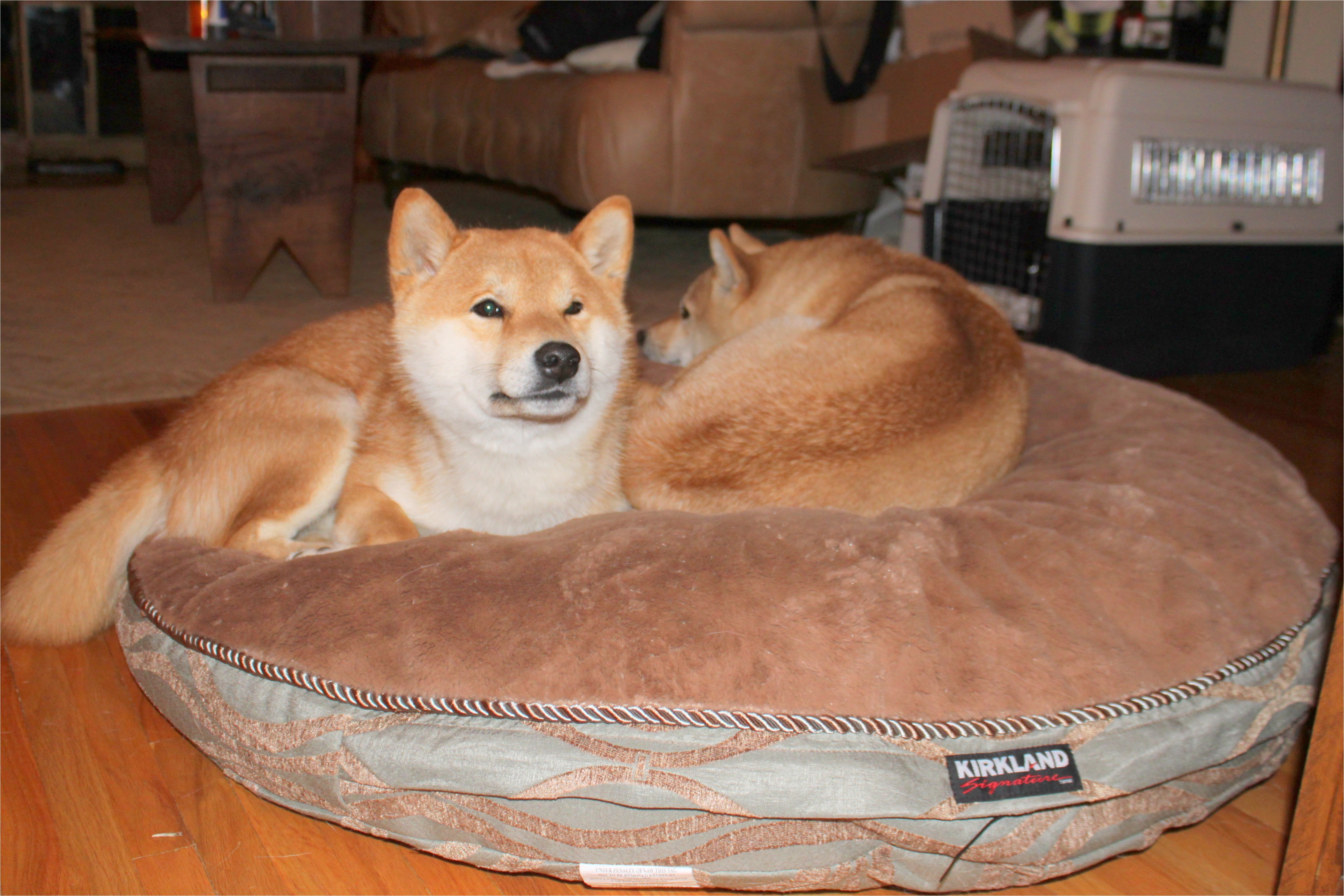 costco dog bed