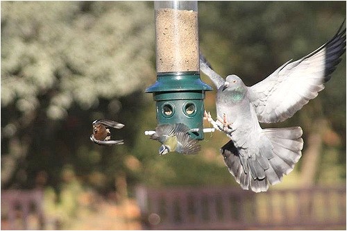 Dove Proof Bird Feeders 2009 12 19 195 V1 London Holland Park Pigeon Chasing