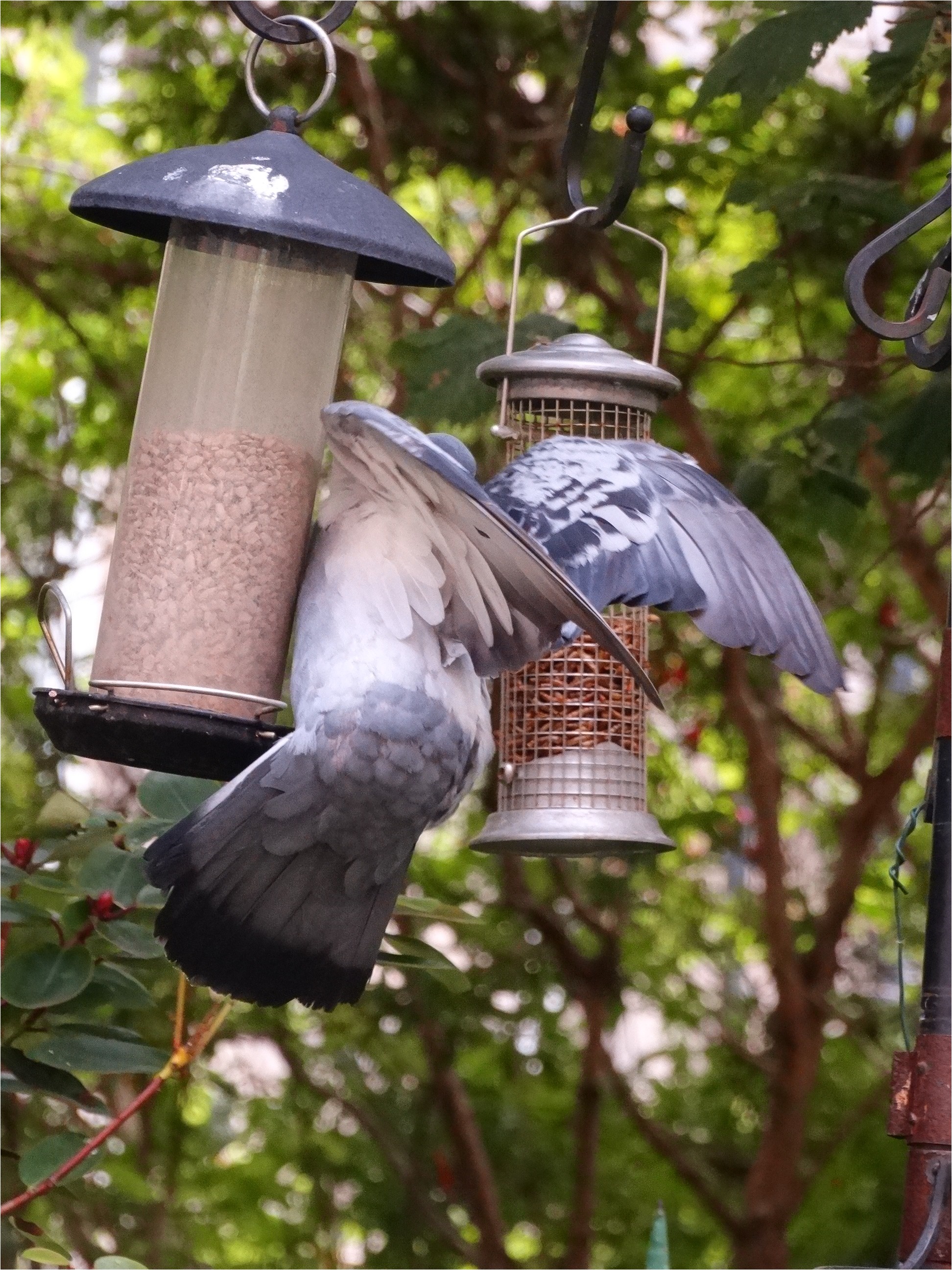 Dove Proof Bird Feeders Pigeon Proof Bird Table Gardening forum