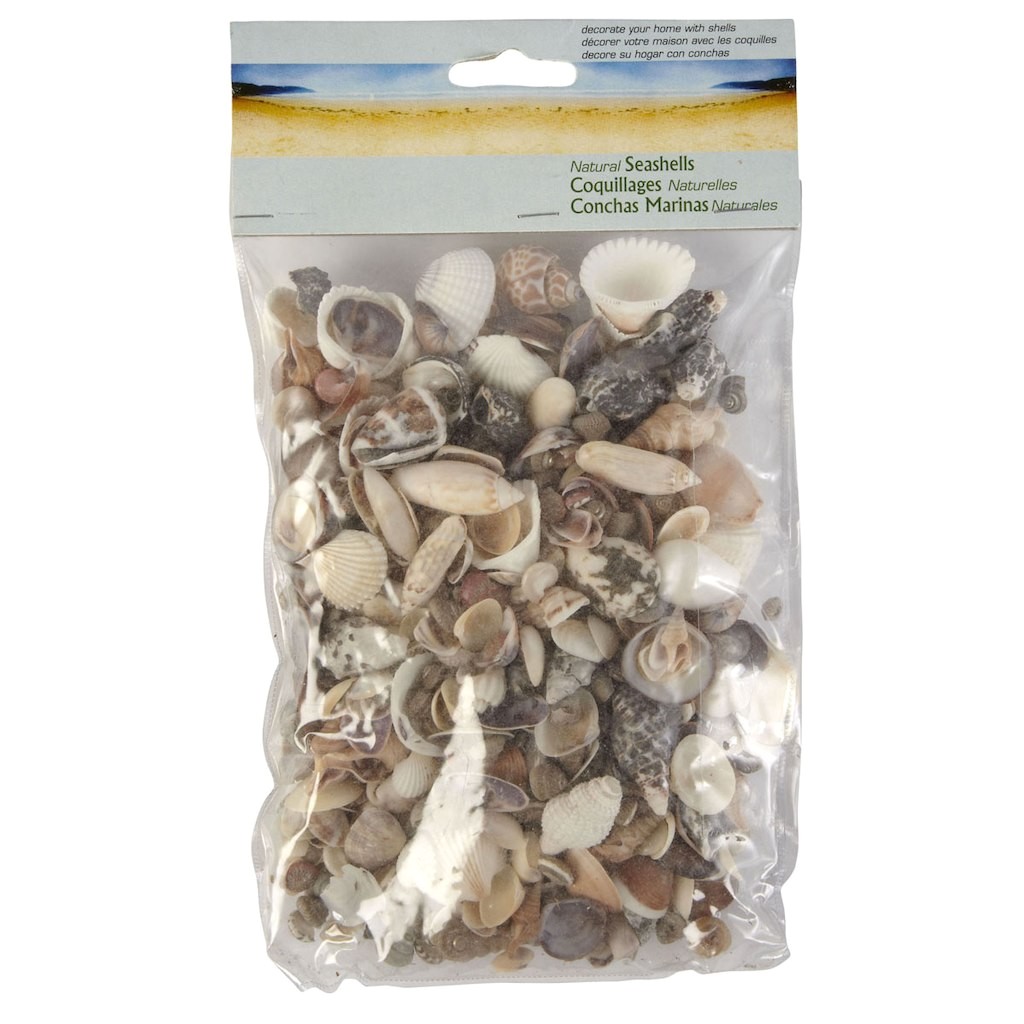 Edible Seashells Hobby Lobby Natural Seashell assortment