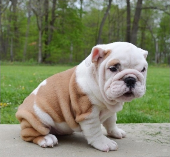 English Bulldogs for Sale In Ma English Bulldog Puppies for Sale Massachusetts Avenue