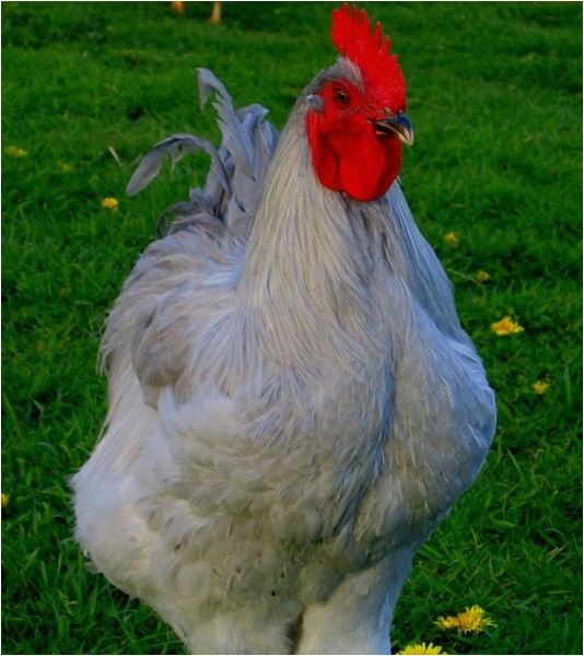 lavender orpington chickens