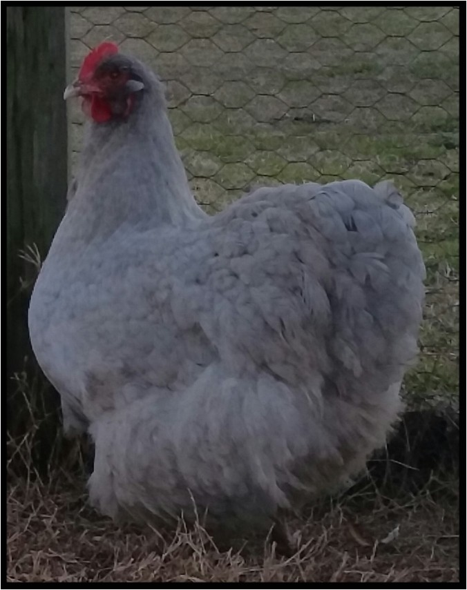 day old english lavender cucko orpington chick