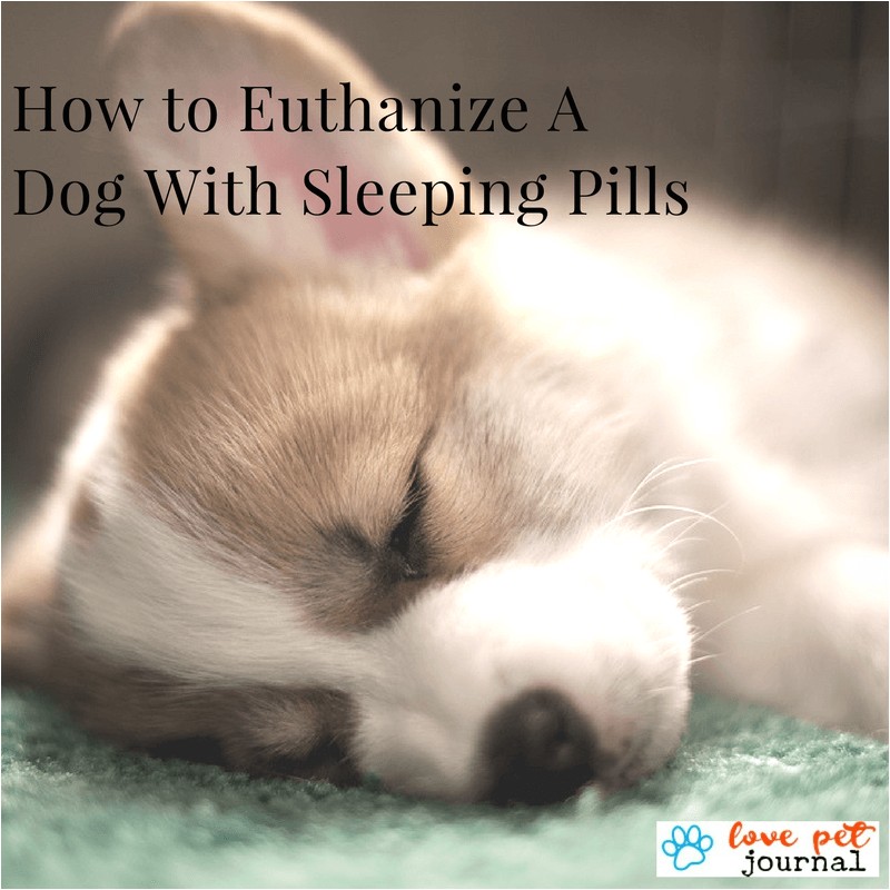how to euthanize a dog at home yourself