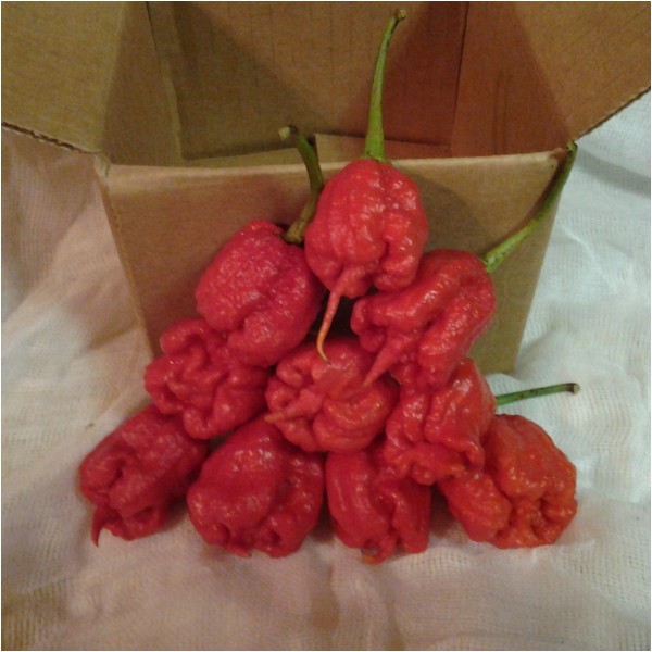 Fresh Carolina Reaper Peppers Carolina Reaper Fresh 10 Peppers by Mail