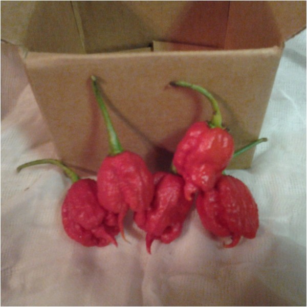 carolina reaper fresh 5 pods