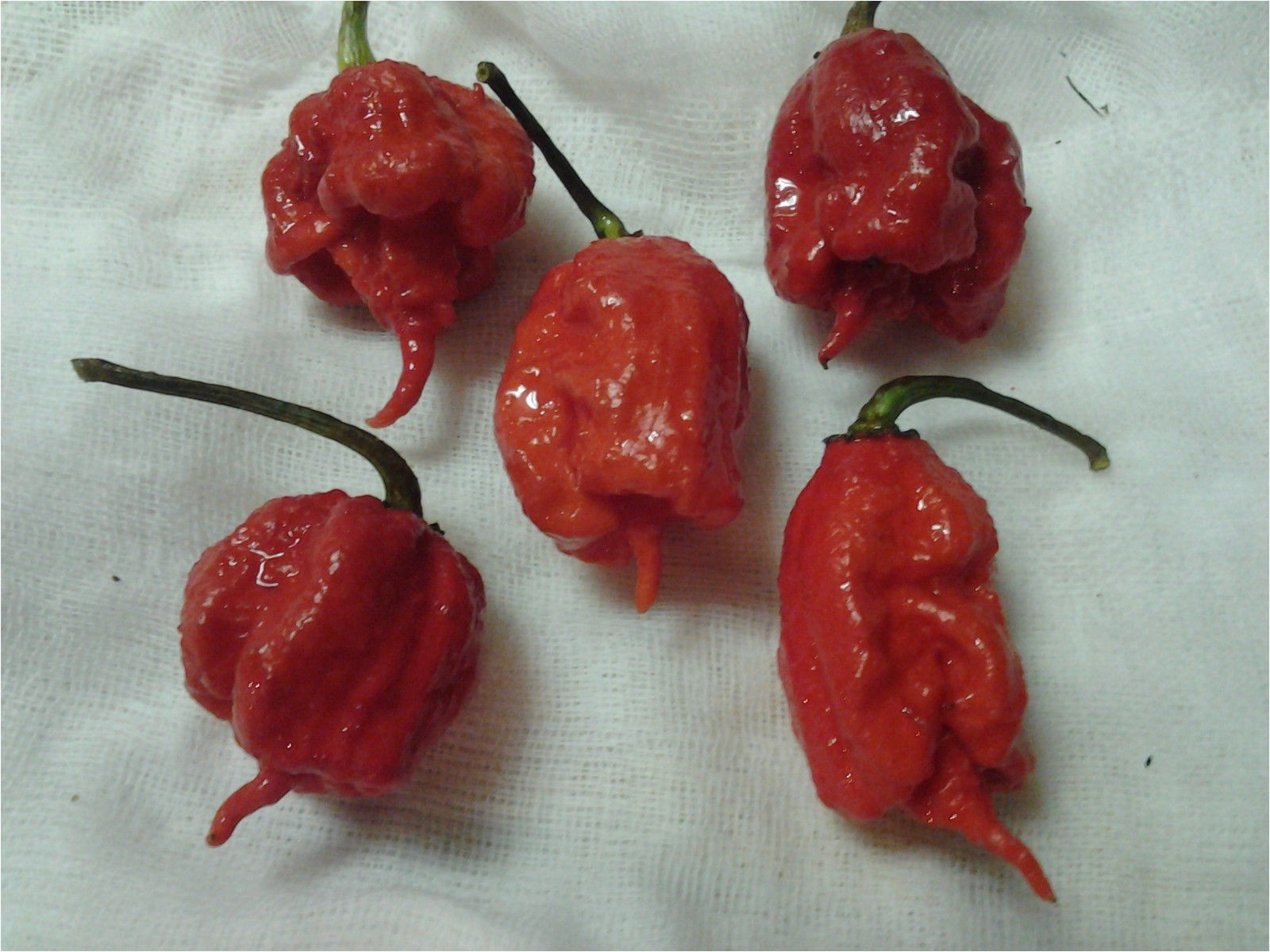 fresh carolina reaper peppers pods