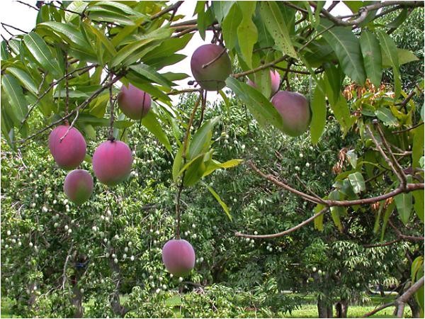 What Fruit Trees Can I Grow In Florida